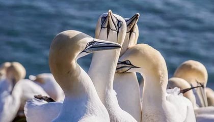 fb体育网站-特别场地：异域赛道的新奇体验，异域特色是什么意思