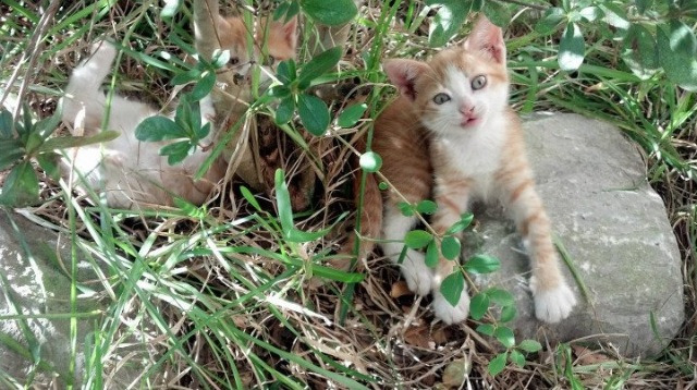 fb体育平台-法兰克福客场失利，德甲前四席位动摇，德甲法兰克福队服