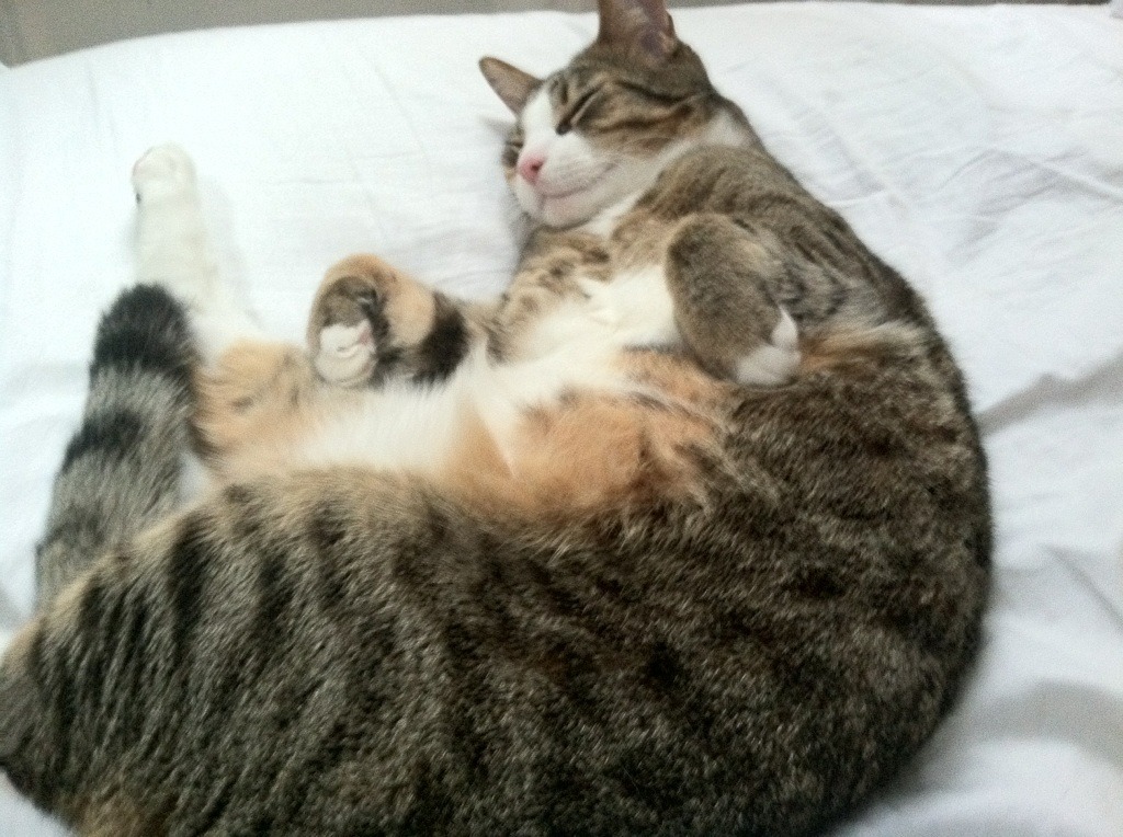 fb体育登录入口-法兰克福客场逆转对手，取得宝贵三分，法兰克福最新转会