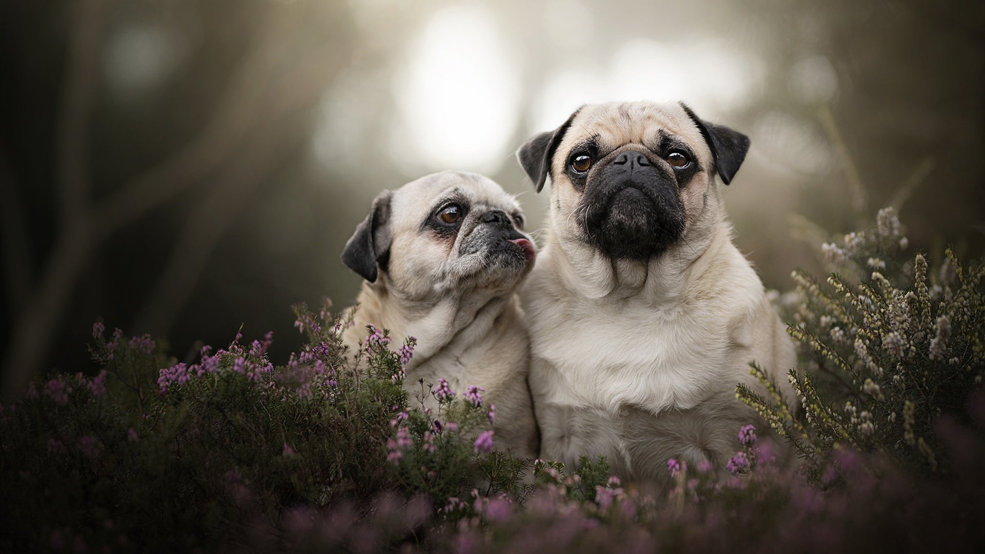 fb体育官网-突尼斯球队体能训练加强，突尼斯足球水平