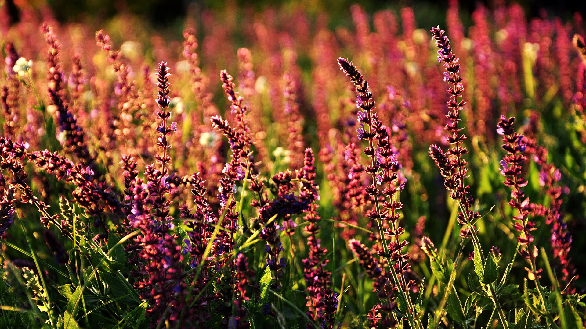 FB体育下载-裁判判瑞士越位，球员回应：“我只是滑远了！”