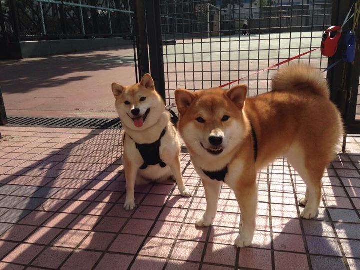 裁判判罚争议是否已成为赛事话题核心，裁判宣布比赛规则