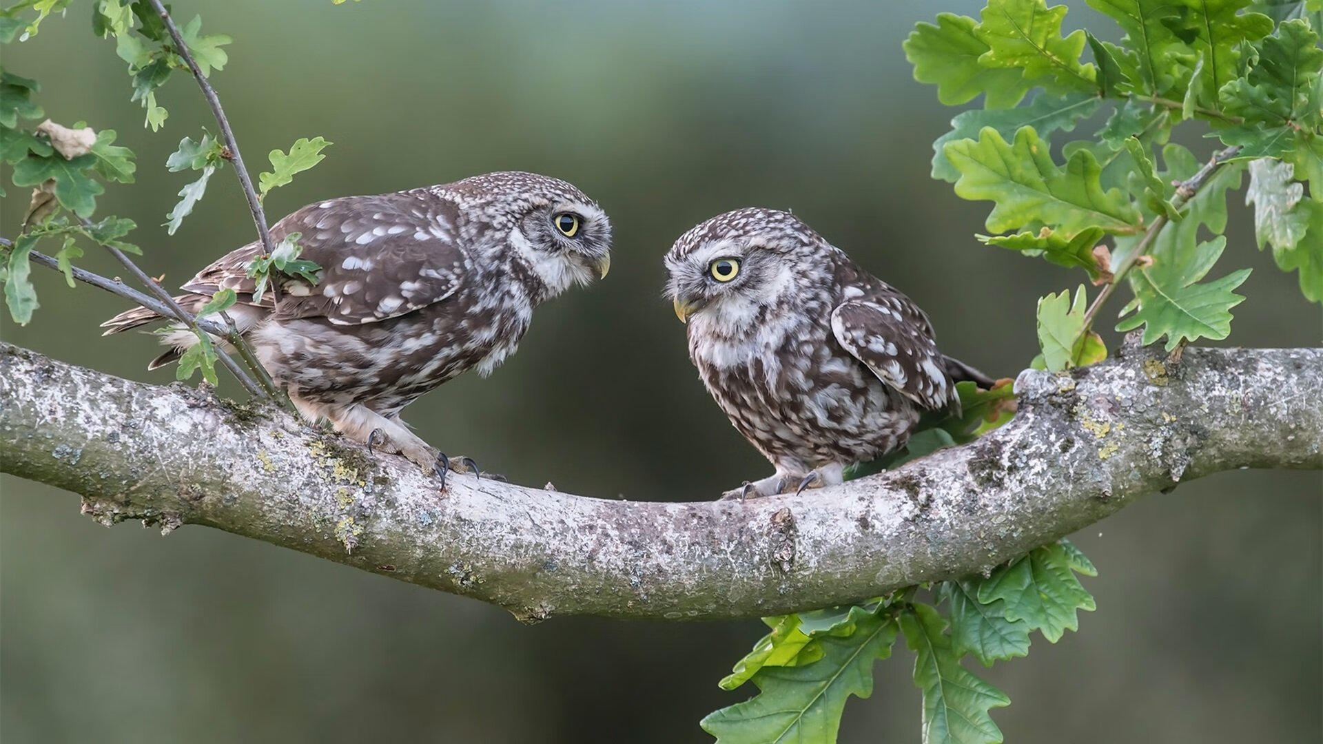 重庆力帆失利在望，排名继续滑落，重庆力帆大名单