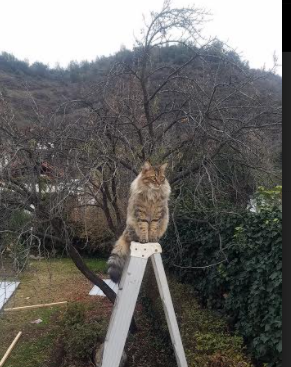 fb体育官网入口-中国女篮引进康复团队保持球员状态，中国女篮好样的