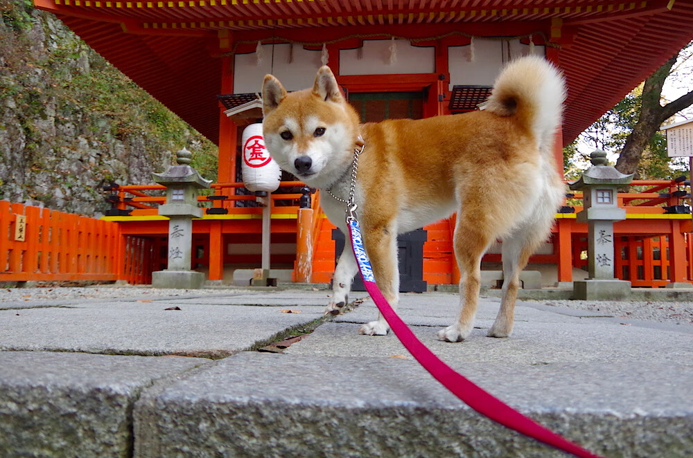 fb体育-体育新闻中心启动体育数字版权技术研发专项，体育 数字化