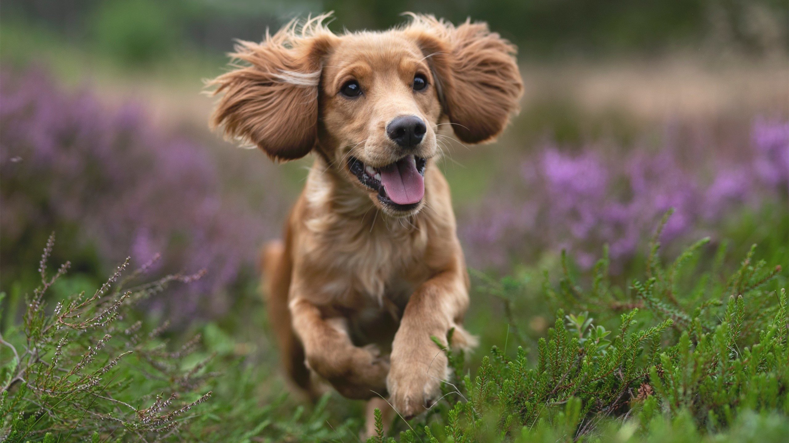 fb体育登录入口-大卫·波波维奇稳扎稳打掌控比赛节奏，大卫波尔