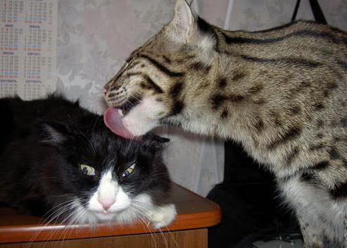 fb体育官网首页-陈芋汐高难度动作成胜负关键，陈芋汐可提升的环节,听听前冠军怎么说